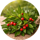 Butcher's Broom Extract